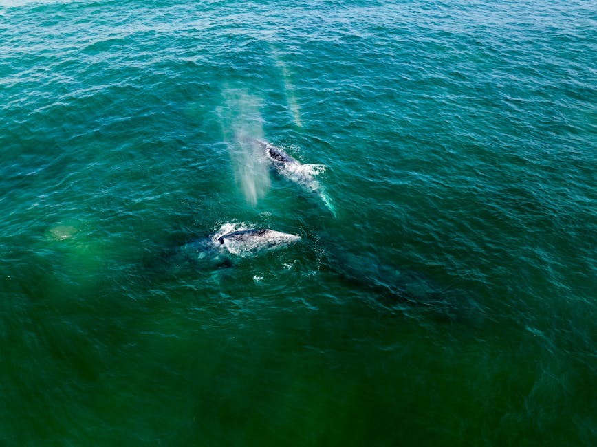 Ballenas grises en Baja California